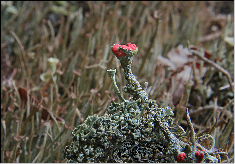 Cladonia auf erhöhtem Posten