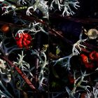 Cladonia auf Sperenbergs Waldboden (3D-X-View Freihand Cha-Cha)