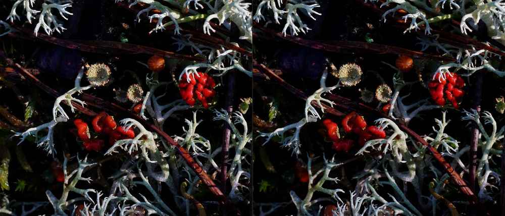 Cladonia auf Sperenbergs Waldboden (3D-X-View Freihand Cha-Cha)