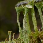 Cladonia aus dem Garten