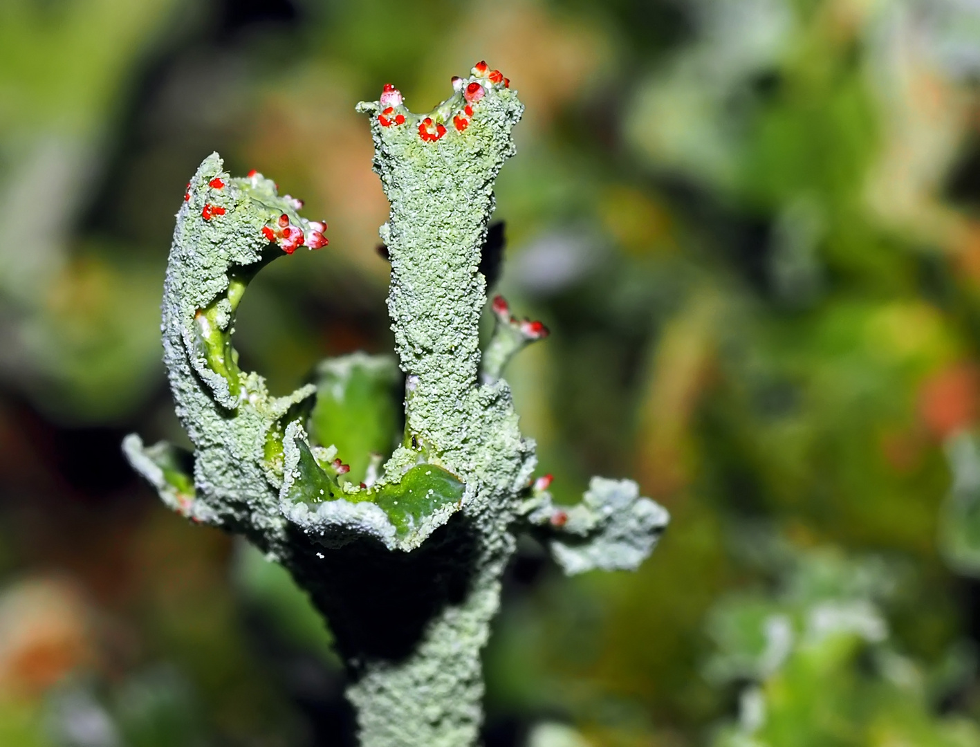 Cladonia - aus dem tiefen dunkeln Wald.