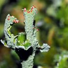 Cladonia - aus dem tiefen dunkeln Wald.