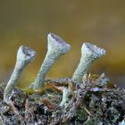 Cladonia-Becherflechten