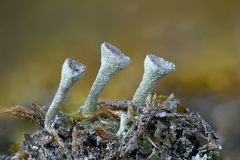 Cladonia-Becherflechten