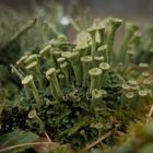 Cladonia