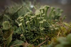 Cladonia