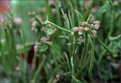 Cladonia carneola ist es leider wohl nicht.