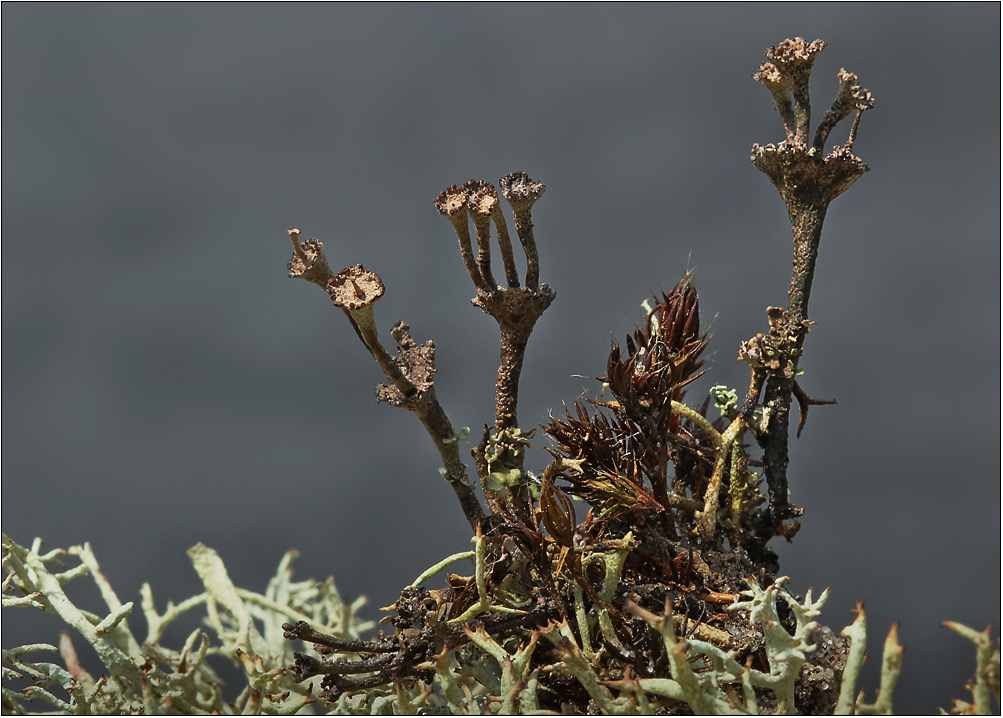 Cladonia cervicornis subsp. verticillata