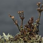 Cladonia cervicornis subsp. verticillata