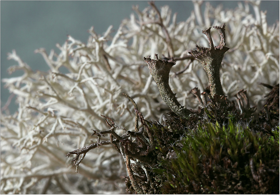 Cladonia cervicornis subsp. verticillata ...