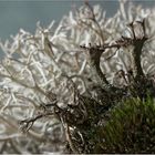 Cladonia cervicornis subsp. verticillata ...