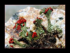 Cladonia coccifera...