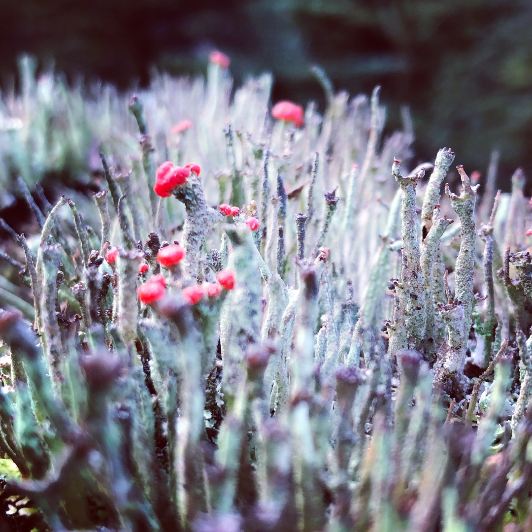 Cladonia coccifera