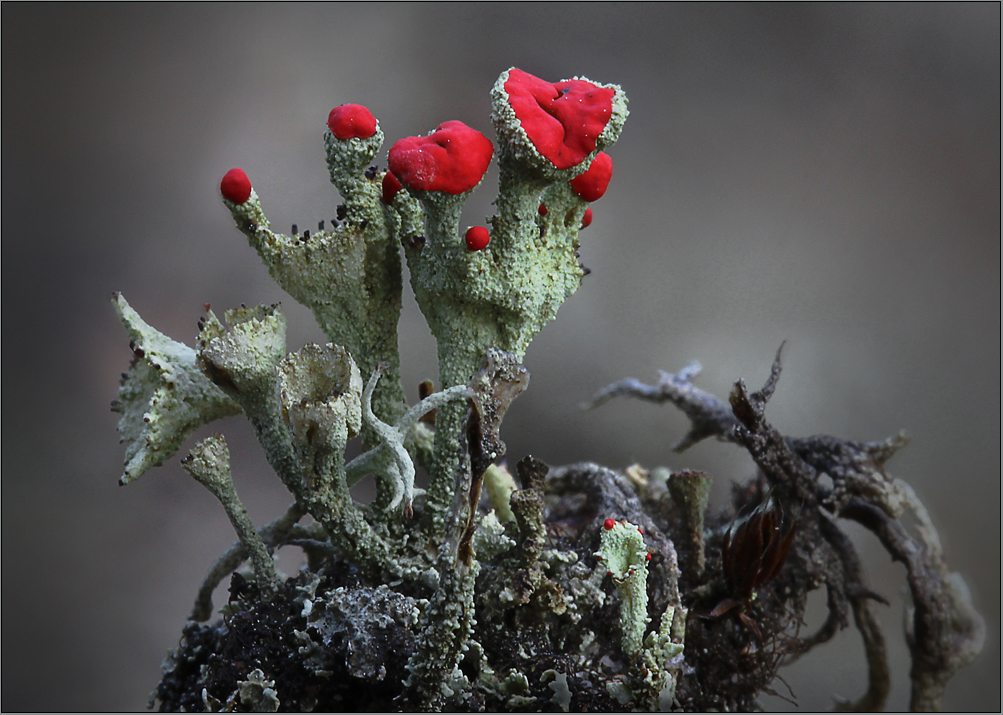 Cladonia coccifera ...