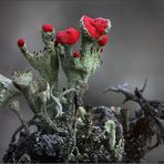 Cladonia coccifera ...