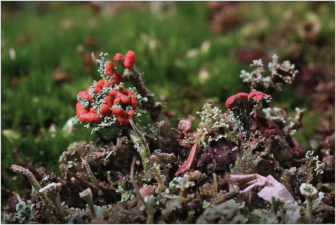 Cladonia coccifera ...