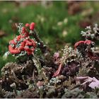 Cladonia coccifera ...