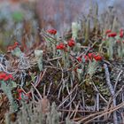 Cladonia coccifera