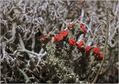 Cladonia coccifera