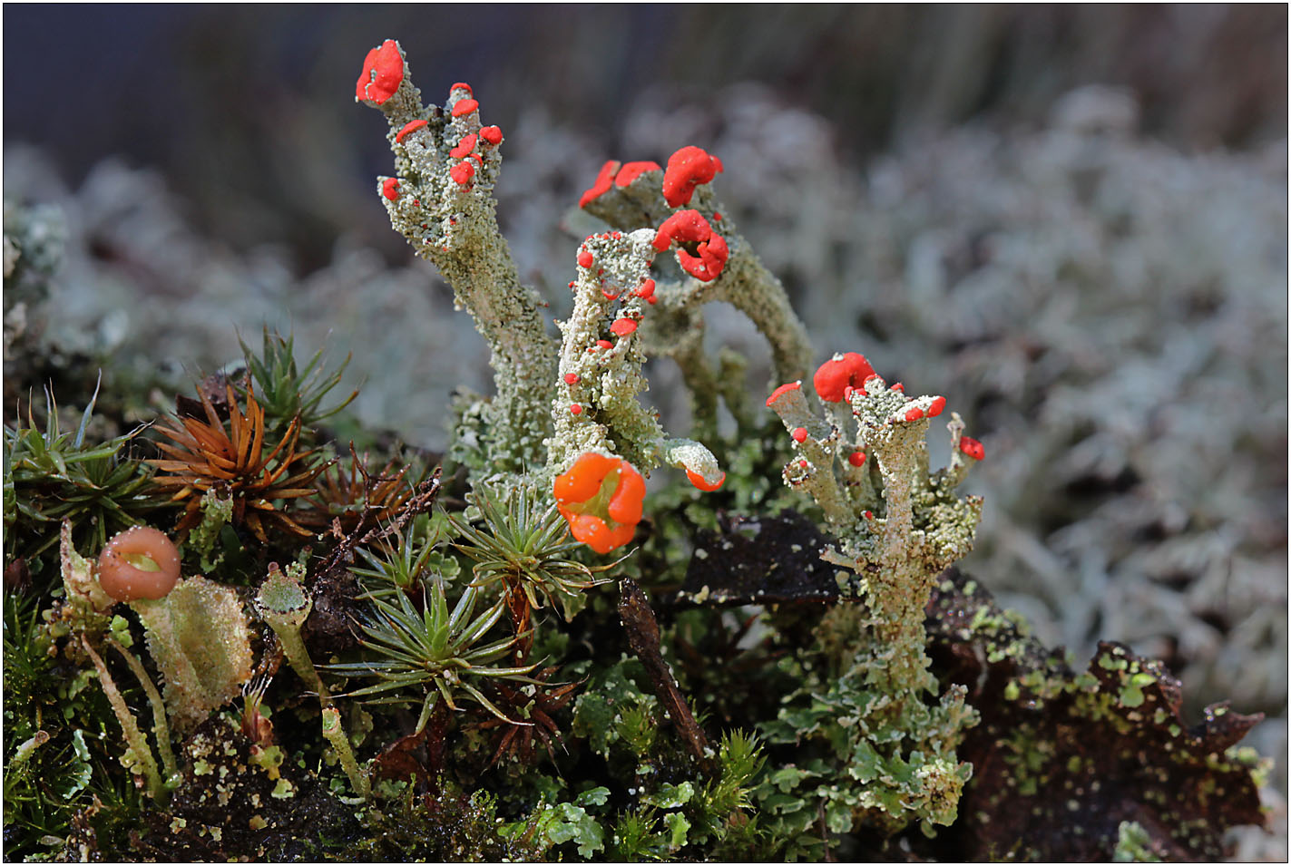 Cladonia coccifera hat sich heute neu eingekleidet.