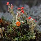 Cladonia coccifera hat sich heute neu eingekleidet.