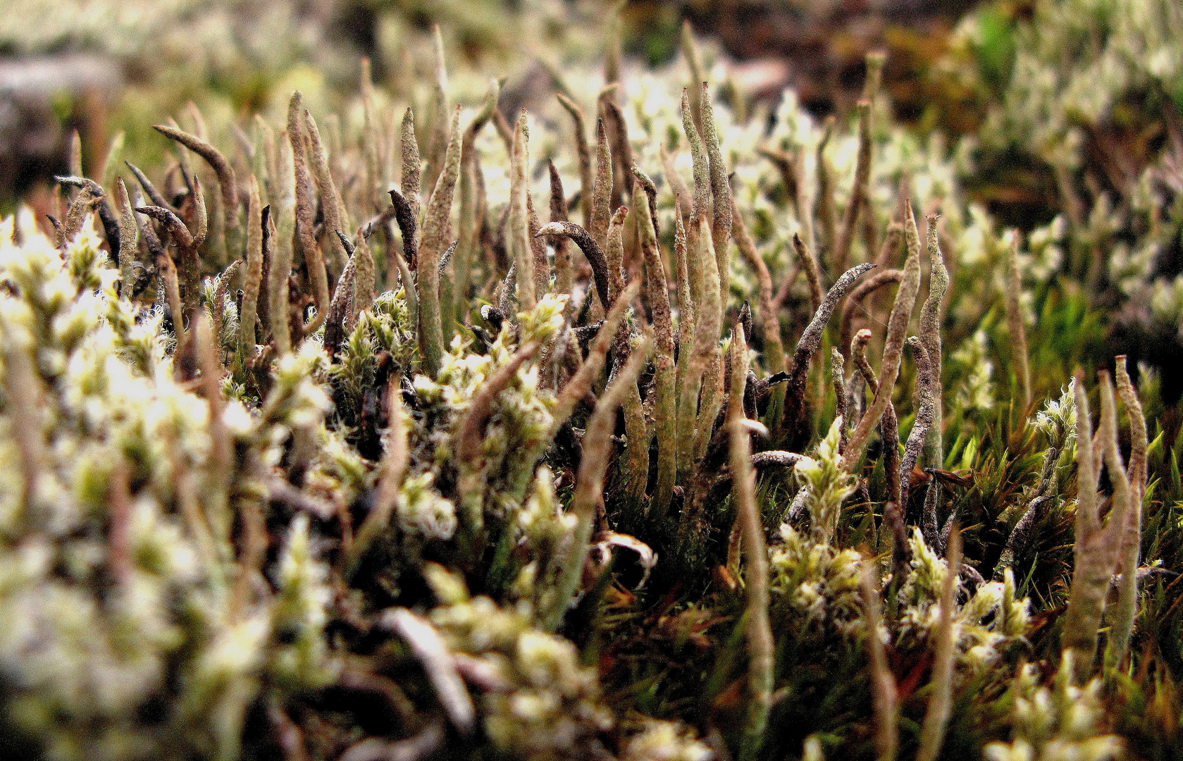 Cladonia cornuta