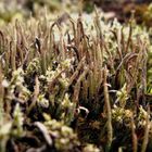 Cladonia cornuta