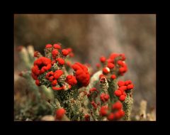 Cladonia cristatella