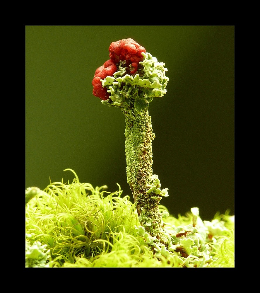 Cladonia