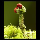 Cladonia