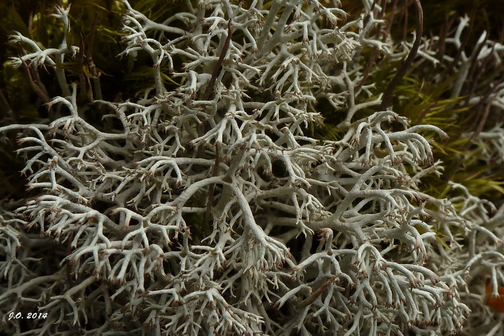 Cladonia...