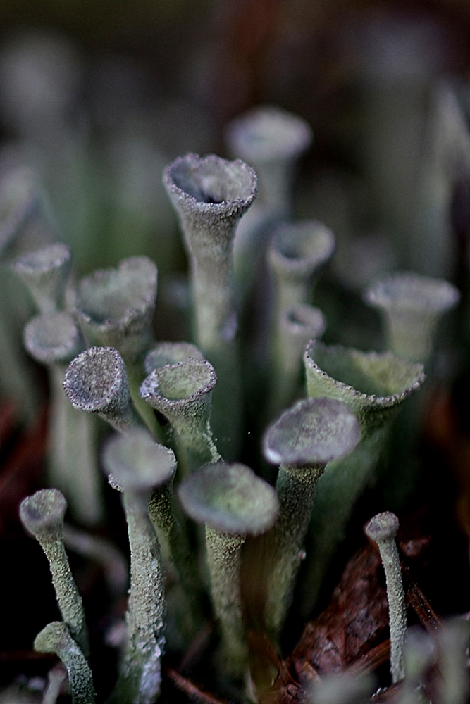 Cladonia