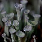 Cladonia