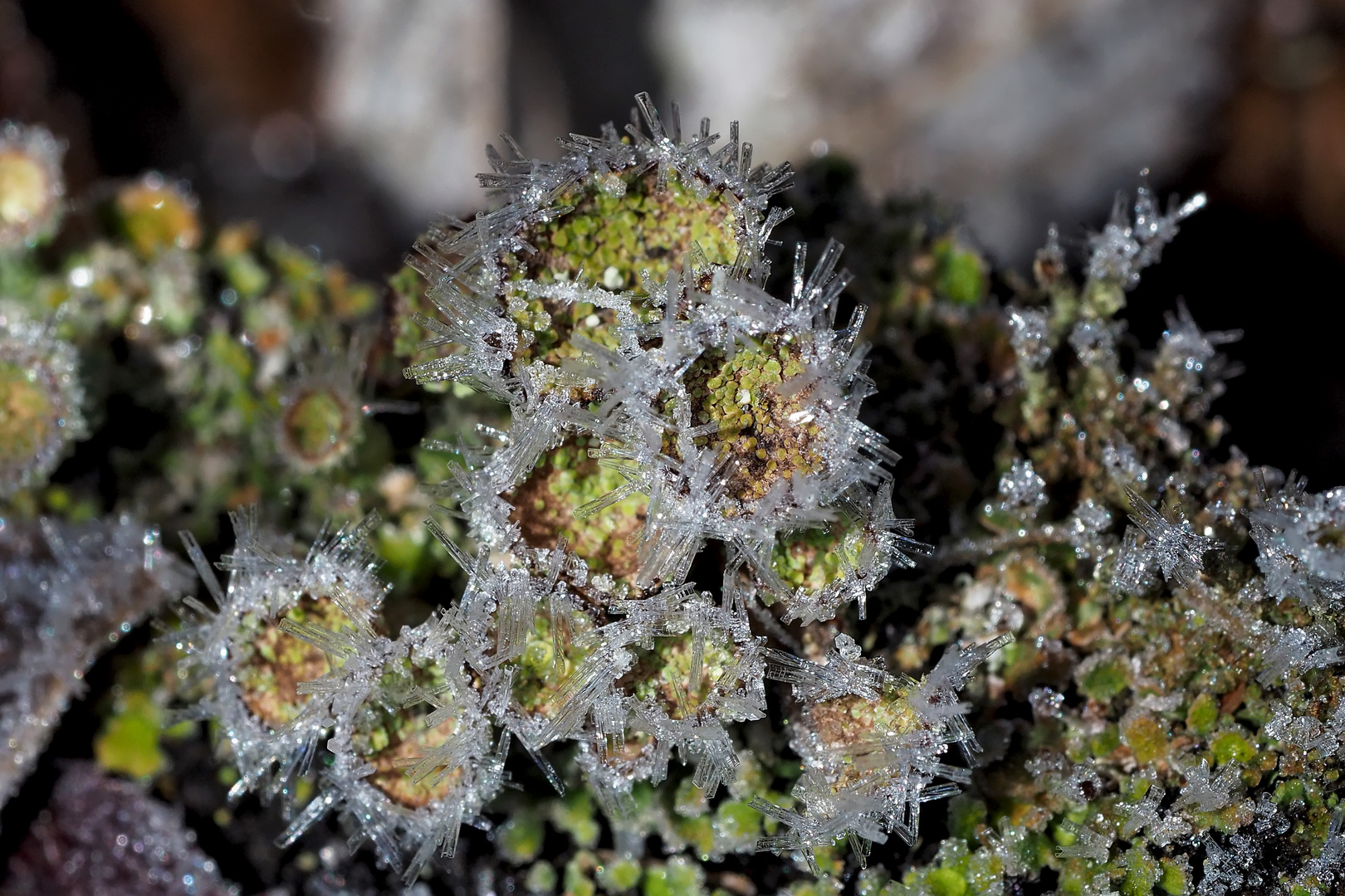 Cladonia-Dekoration im Wald! - Lichens décorés par le givre!