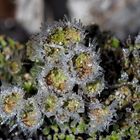 Cladonia-Dekoration im Wald! - Lichens décorés par le givre!