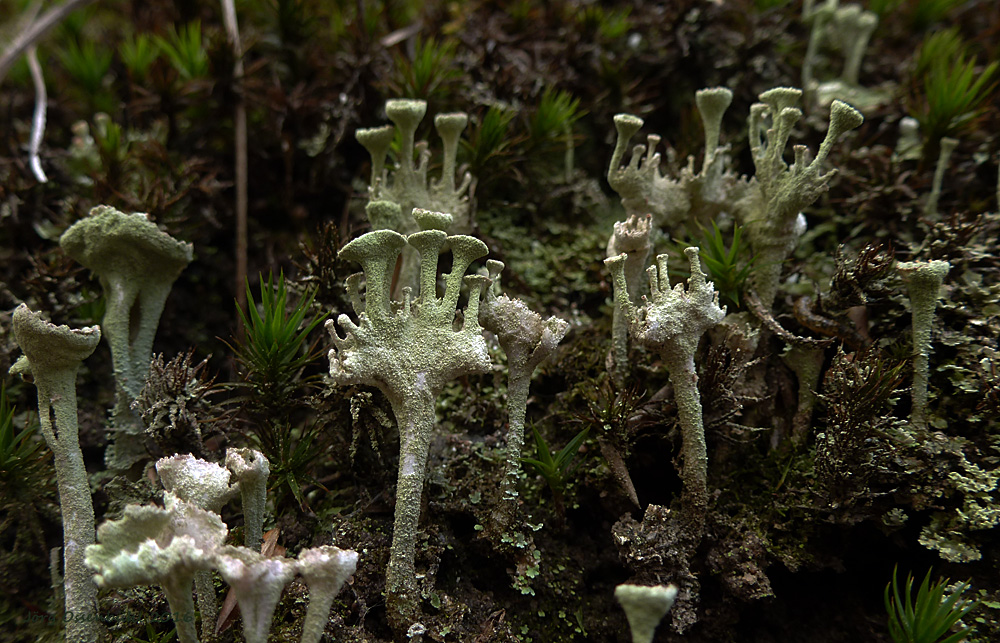 Cladonia digitata