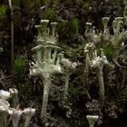 Cladonia digitata