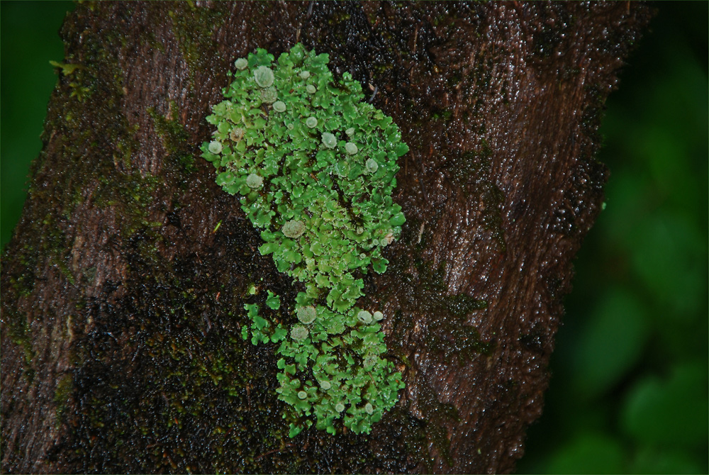 Cladonia digitata