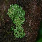 Cladonia digitata