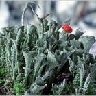 Cladonia ...