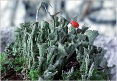 Cladonia ...