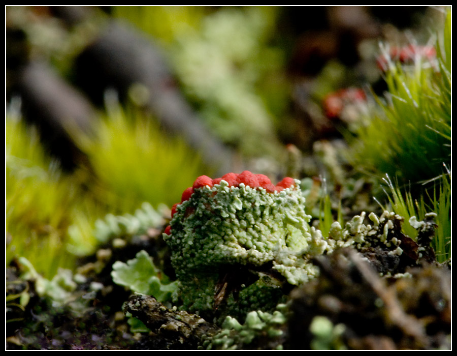 Cladonia...