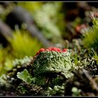 Cladonia...