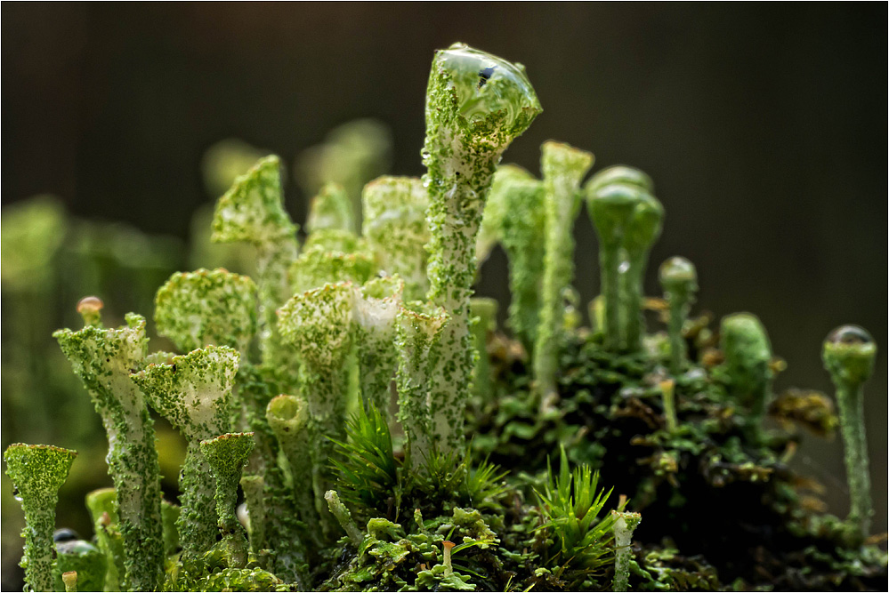 Cladonia fimbriata..