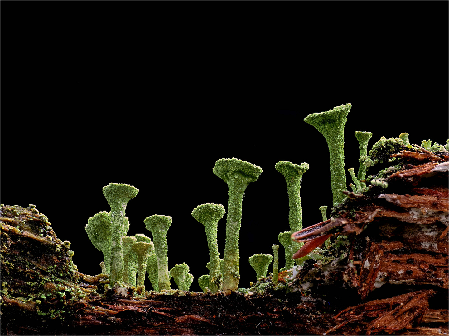 Cladonia fimbriata