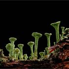 Cladonia fimbriata