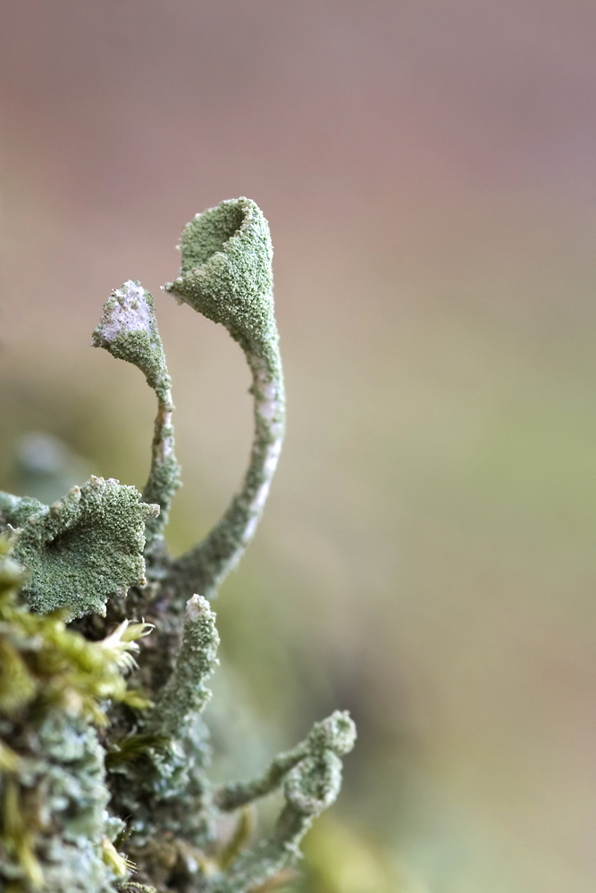 Cladonia fimbriata