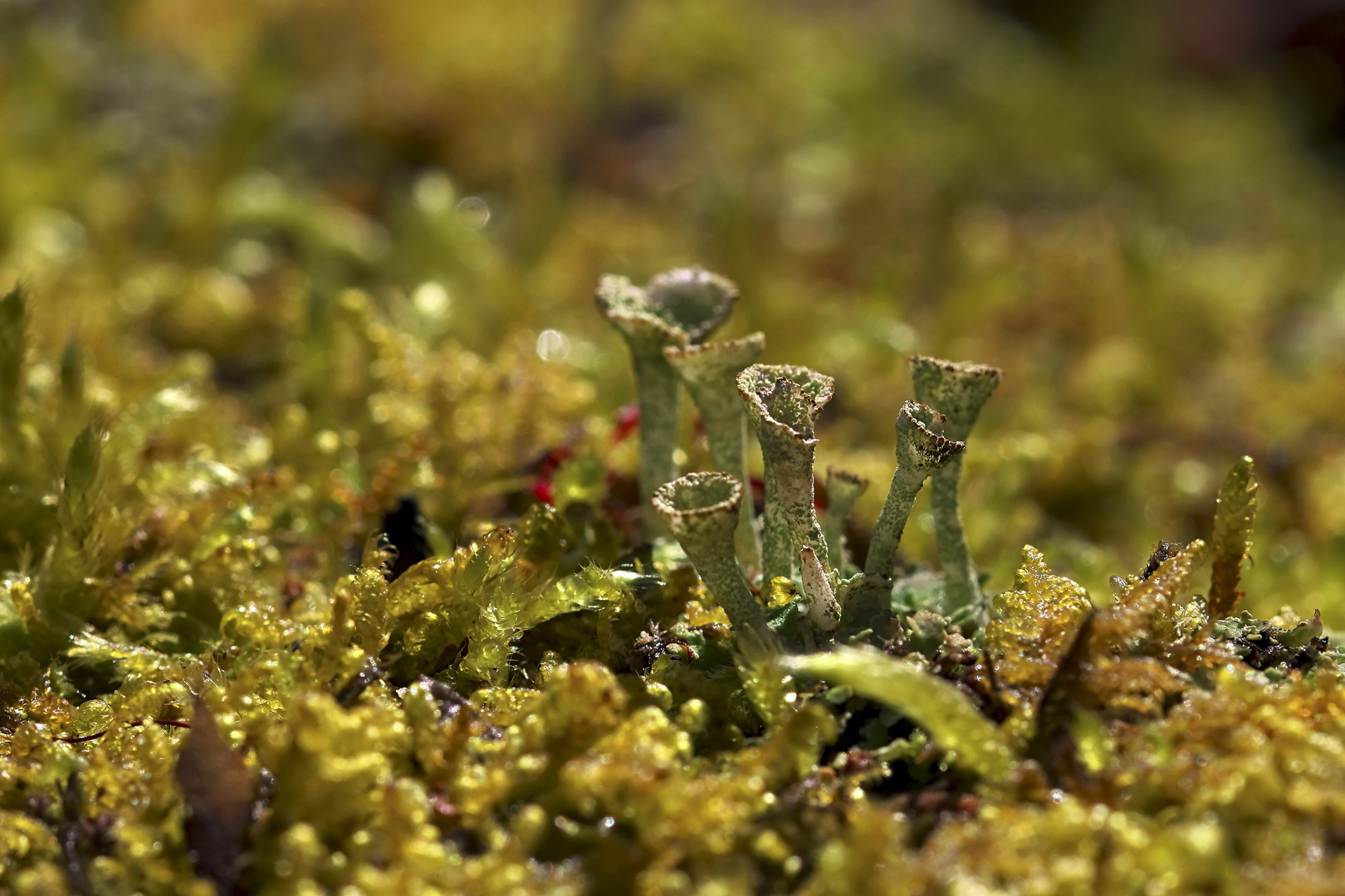 Cladonia fimbriata