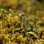 Cladonia fimbriata