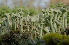 Cladonia fimbriata